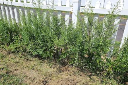 John McEvoy Lawn Maintenance