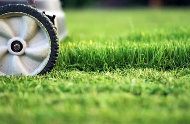 Expert Lawn Care Tips for Healthy, Thick Grass in the USA