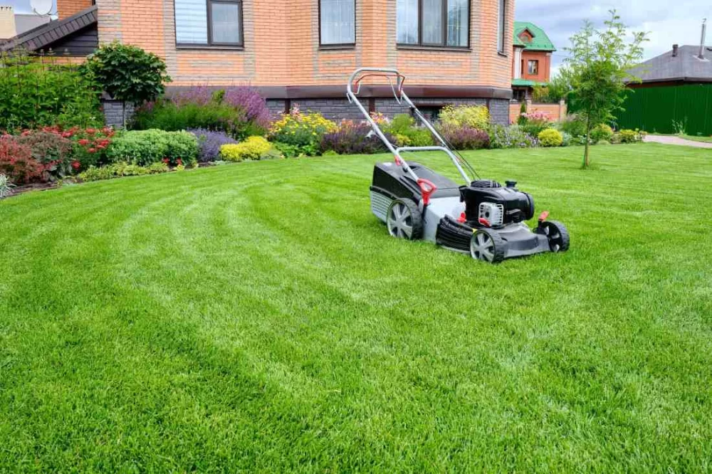 Best Lawn Care Solutions for Drought-Resistant Grass in Dry Climates