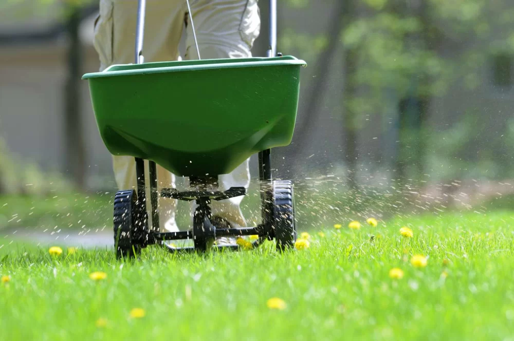 The Best Time to Apply Fertilizer to Your Lawn for Healthy Growth