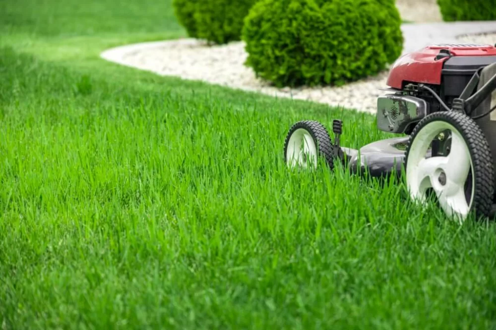Expert Lawn Care Tips for Homeowners on a Budget: Keep Your Lawn Healthy Without Breaking the Bank