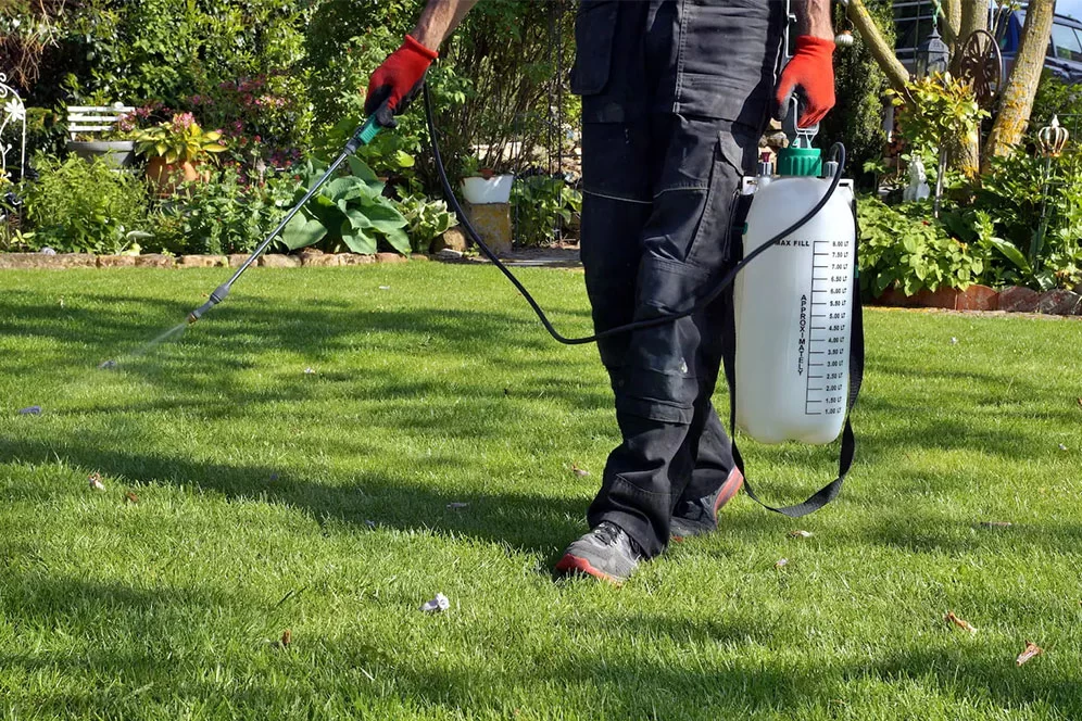 Effective Lawn Treatment Programs for Preventing Pests and Diseases