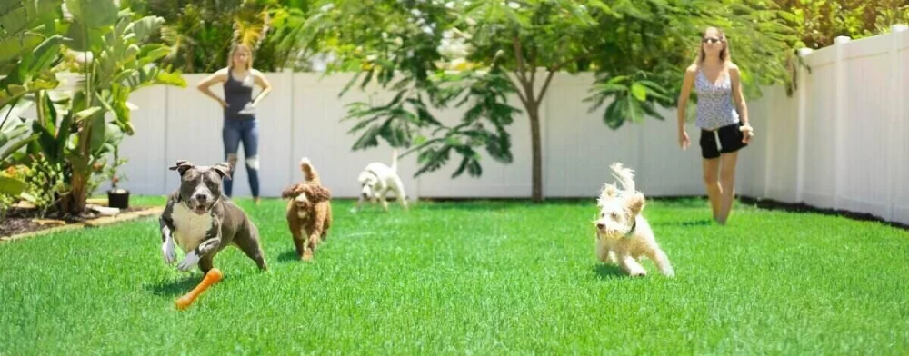 Lawn Care Tips for a Pet-Friendly Yard: Safe & Beautiful Lawn for Pets