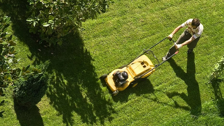 Best Lawn Care Programs for a Greener Yard: Tips & Services for a Healthy Lawn
