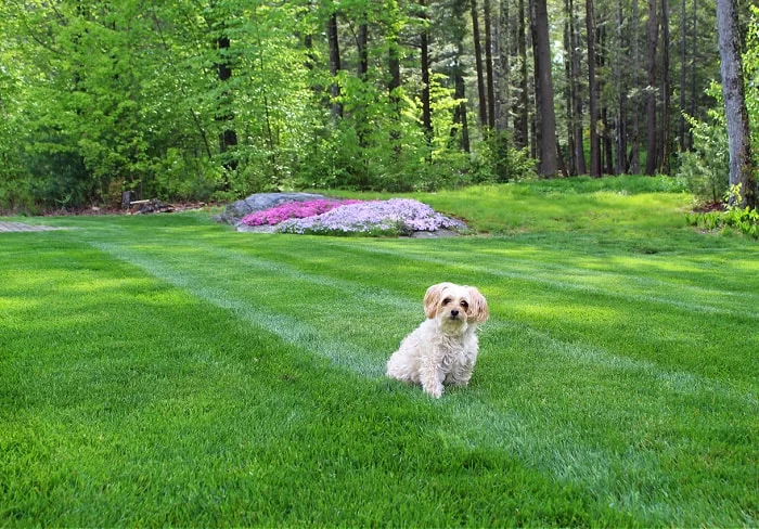 How to Care for Lawns with Pets: Tips for a Healthy Yard