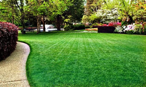 Essential Summer Lawn Maintenance Tips for a Beautiful and Healthy Lawn