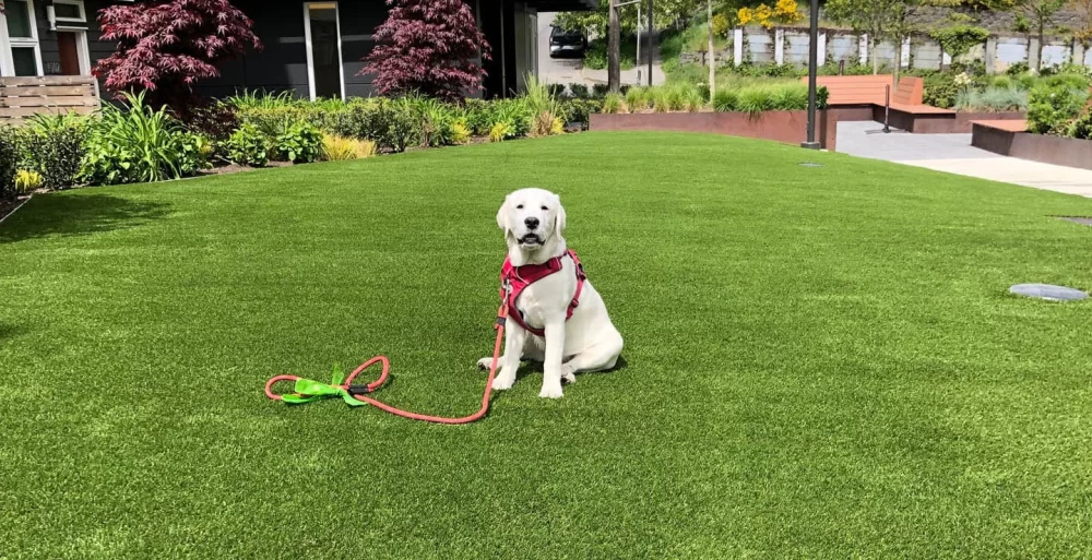 Lawn Care for Making Your Yard Pet-Friendly and Safe