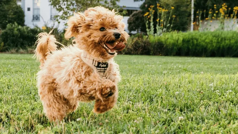 How to Create a Pet-Friendly Lawn: Tips and Tricks for Your Furry Friends