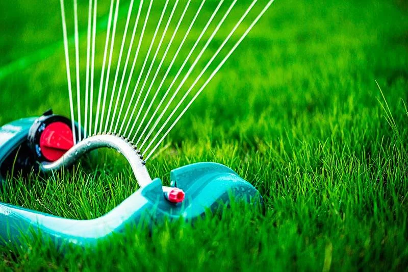 How to Get a Thick, Lush Lawn Using Only Natural Methods