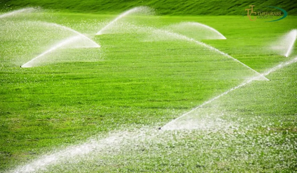 How to Reduce Water Consumption for Lawn Maintenance