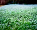 How to Prepare Your Lawn for Winter: Essential Tips for a Healthy Lawn