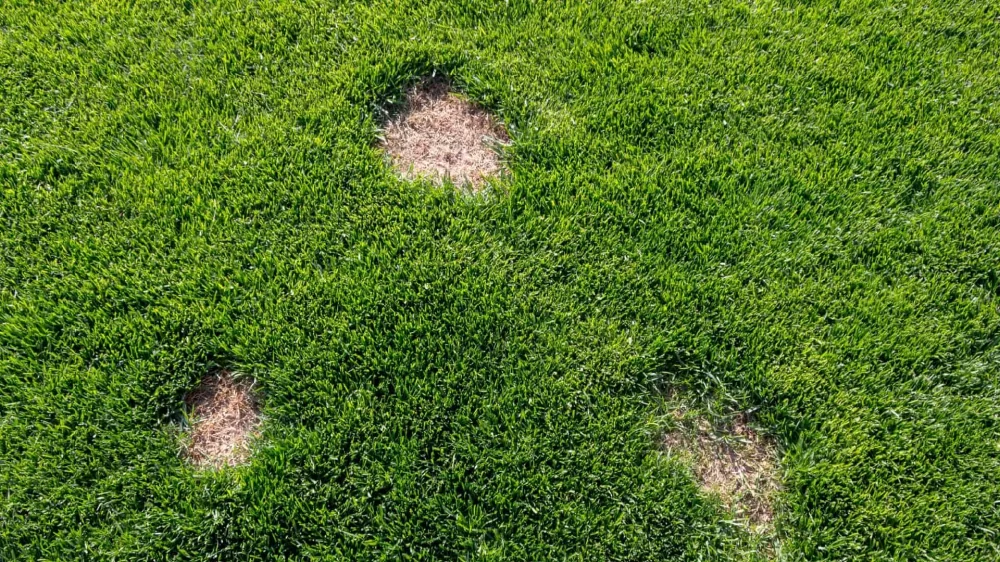 How to Handle Lawn Fungus Effectively – Tips and Treatments for a Healthy Lawn