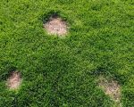How to Handle Lawn Fungus Effectively – Tips and Treatments for a Healthy Lawn