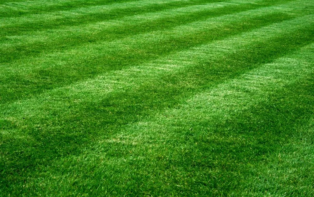 How to Enhance Your Lawn's Appearance: Expert Tips for a Lush, Healthy Lawn