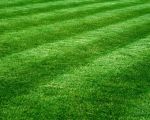 How to Enhance Your Lawn's Appearance: Expert Tips for a Lush, Healthy Lawn