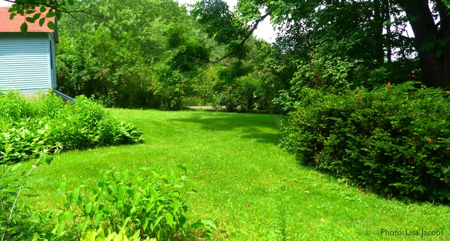How to Keep Your Lawn Healthy Without Pesticides: A Guide to Eco-Friendly Lawn Care