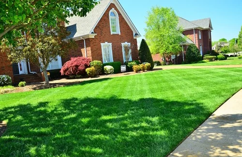 Common Lawn Care Problems and Their Solutions | Expert Tips for a Healthy Lawn