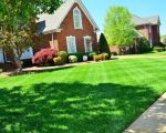 Common Lawn Care Problems and Their Solutions | Expert Tips for a Healthy Lawn