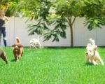 How to Create a Pet-Friendly Lawn That Stays Beautiful and Durable
