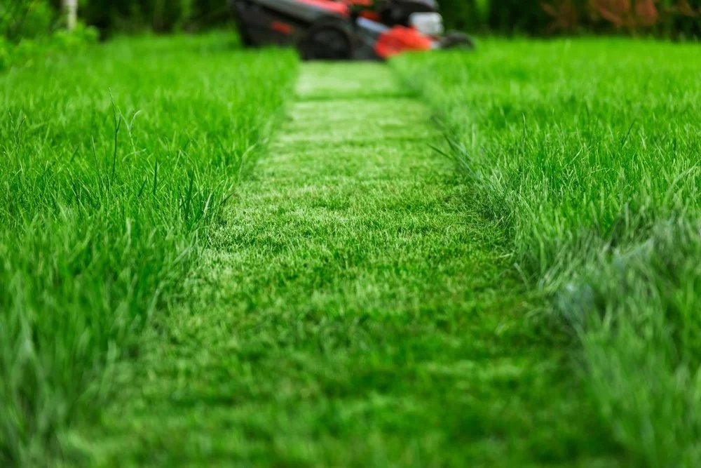 Expert Lawn Care Tips for Managing Your Lawn Through Seasonal Changes
