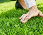 Choosing the Best Grass Varieties for Your Climate to Ensure a Thriving Lawn