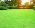How to Prepare Your Lawn for Winter: Essential Tips for Healthy Grass