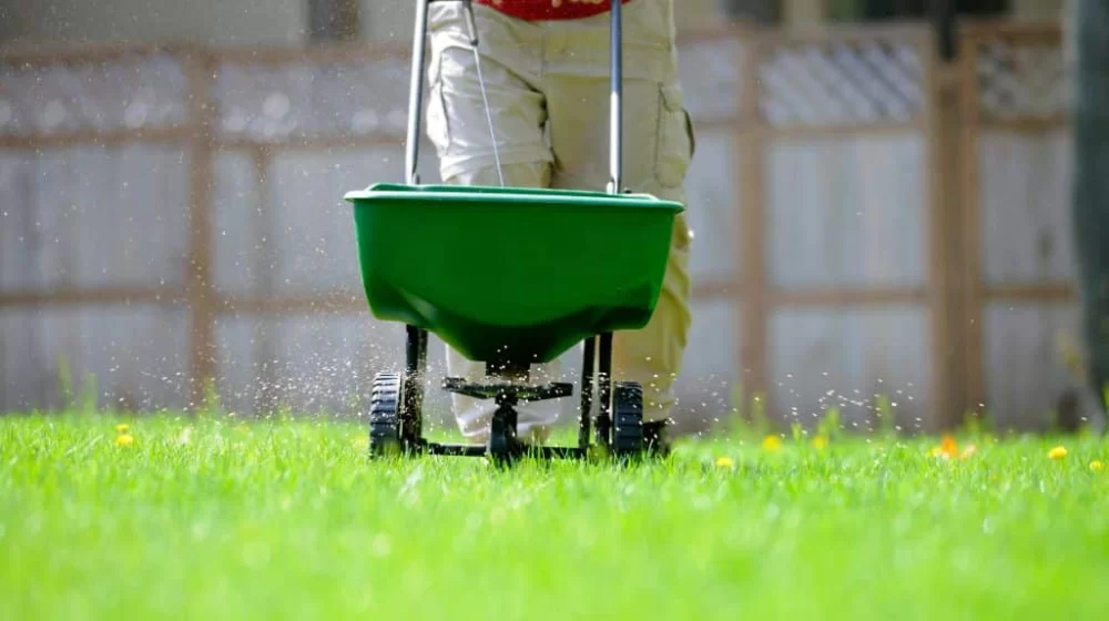 Essential Lawn Care Tips for Balancing Aesthetics and Function