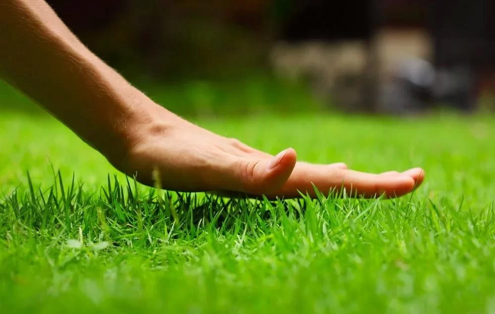 Best Organic Lawn Care Treatments for Maintaining Healthy Grass