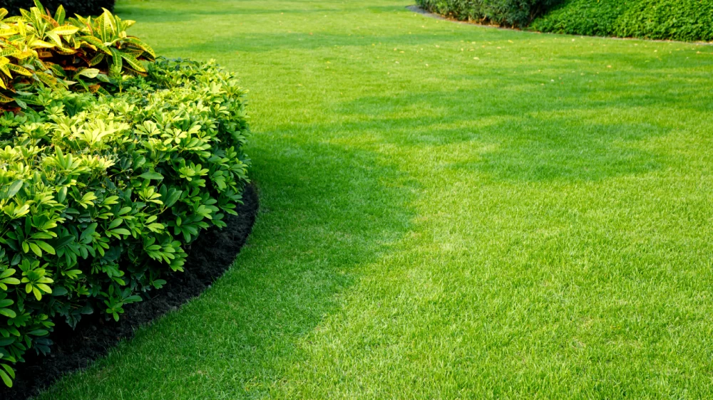 How to Choose the Right Grass Seed for Your Lawn: Expert Tips for a Lush Green Yard