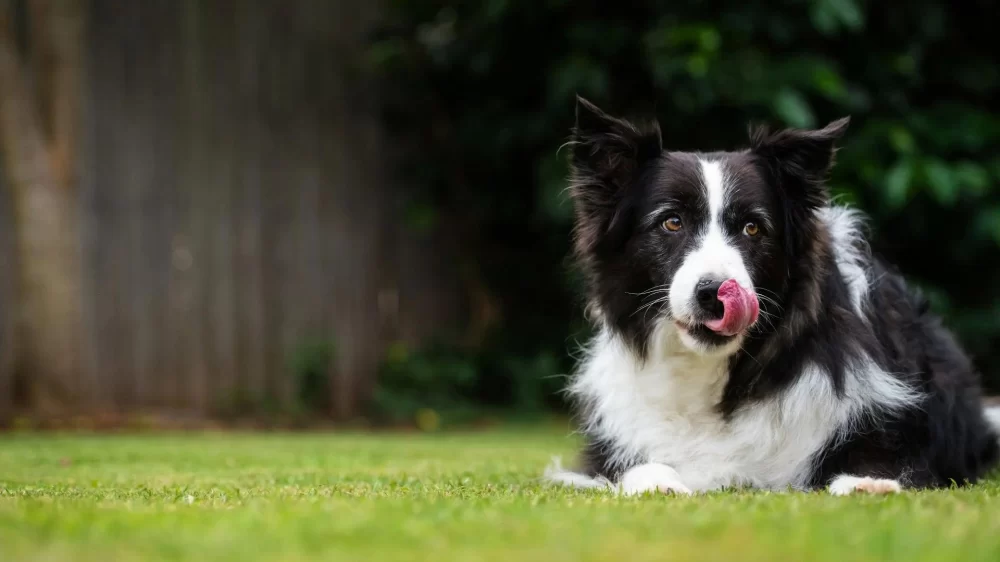 Essential Lawn Care Tips for Homeowners with Pets to Keep Your Yard Healthy