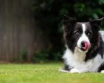 Essential Lawn Care Tips for Homeowners with Pets to Keep Your Yard Healthy