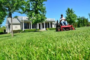 Top Advantages of Hiring Professional Lawn Care Services for a Healthy Yard