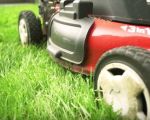 How to Keep Your Lawn Healthy Without Pesticides: Natural and Effective Lawn Care Tips