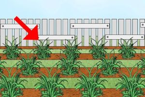 Effective Ways to Prevent Soil Erosion Through Lawn Care Practices